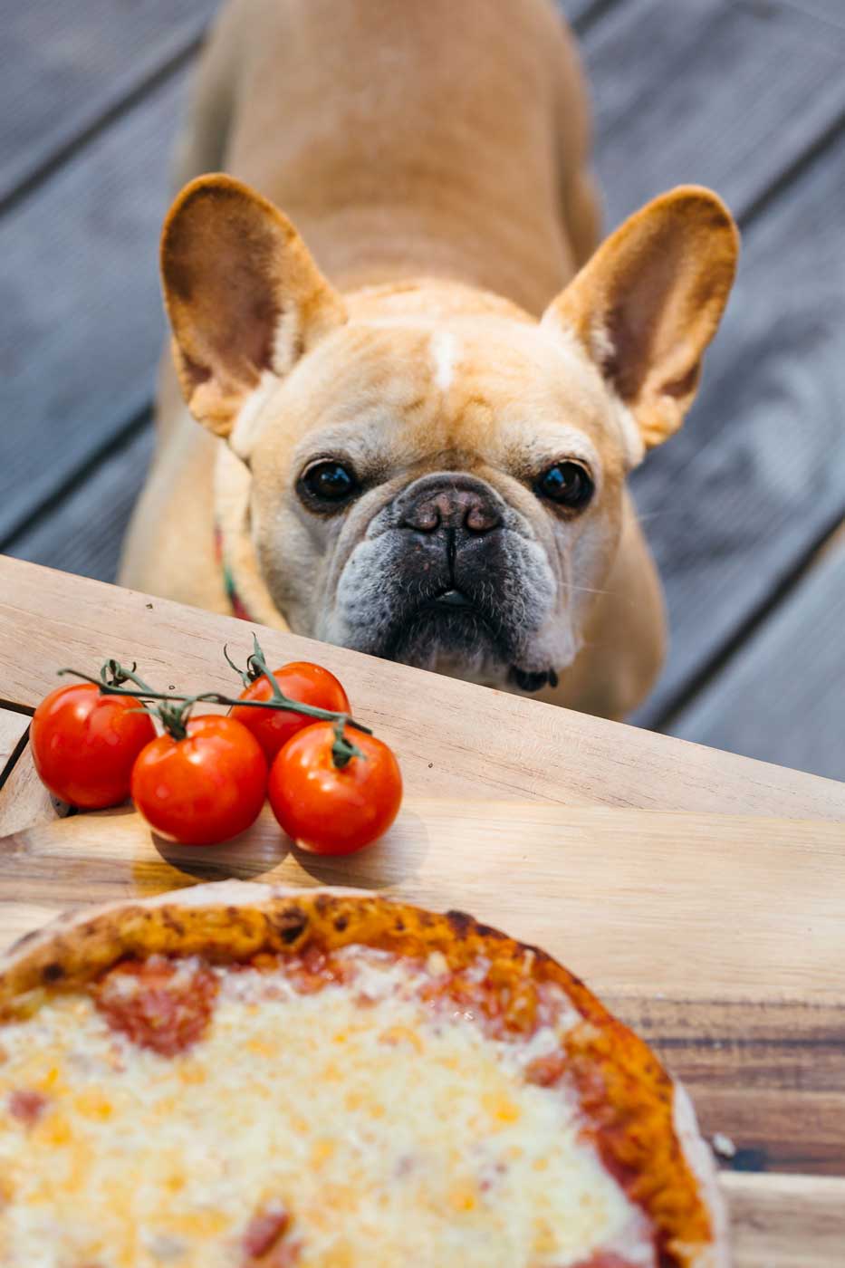 Dog Pizza